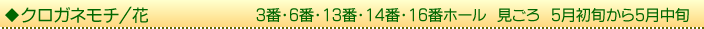 クロガネモチ/花　3番・6番・13番・14番・16番ホール　見ごろ　5月初旬から5月中旬