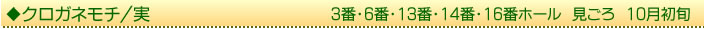 クロガネモチ/実　3番・6番・13番・14番・16番ホール　見ごろ　10月初旬