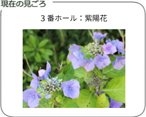 現在の見ごろ
