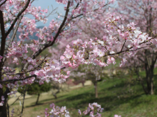 桜写真