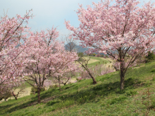 桜写真