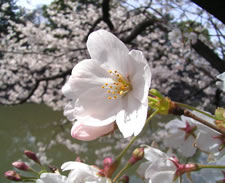 桜写真