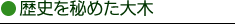 歴史を秘めた大木