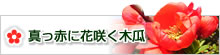 真っ赤に花咲く木瓜