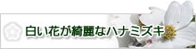 白い花が綺麗なハナミズキ