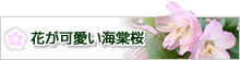 花が可愛い海棠桜（カイドウサクラ）