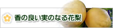 香の良い実のなる花梨