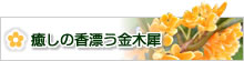 癒しの香漂う金木犀