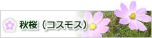 秋桜（コスモス）