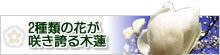 2種類の花が咲き誇る木蓮