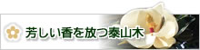 芳しい香を放つ泰山木