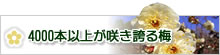 4000本以上が咲き誇る梅