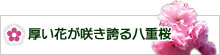 厚い花が咲き誇る八重桜