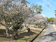 コース風景